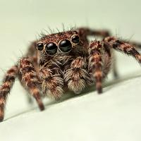 Jumping Spider 4 